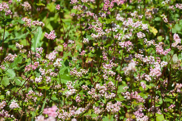 Buckwheat plant(Fagopyrum)