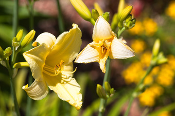 Daylily, (Hemerocallis), flower