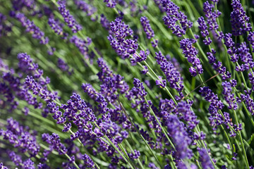 Blooming Lavender plant