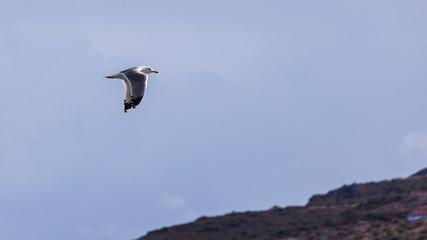 Seagull bird flying