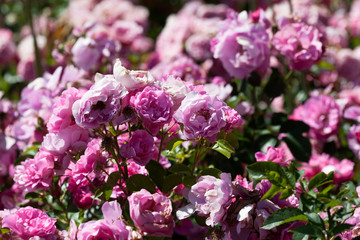Blooming roses, flower