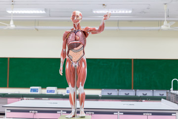 Study of human organs from model in Lab.