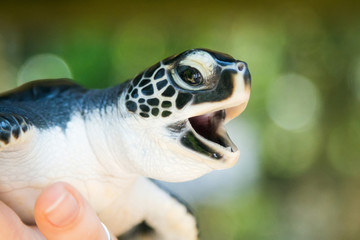 Sea turtle. Sri Lanka