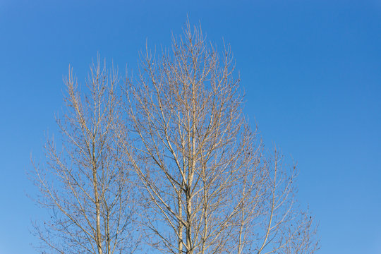 Tree without leaves on blue sky background