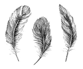 Obraz premium Feather Pattern hand drawn