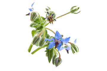 borage isolated