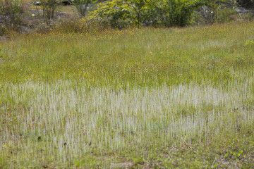 Pha Taem National Park