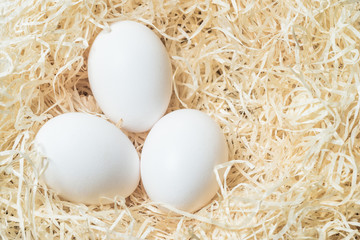 Eggs on wood wool nest