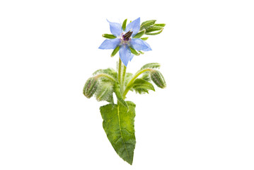 borage isolated