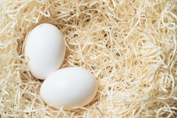 Eggs on wood wool nest
