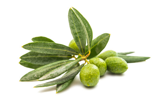 branch with green olives isolated