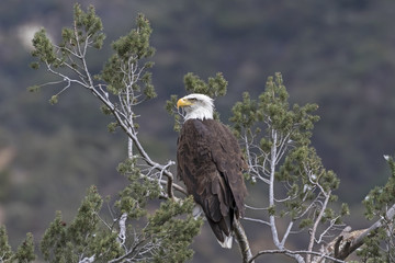 Bald eagle at tree top perch overlooking Los Angeles