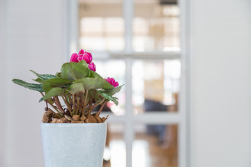 beautiful pink flower with green leaves in a white ceramic pot with a white door background.