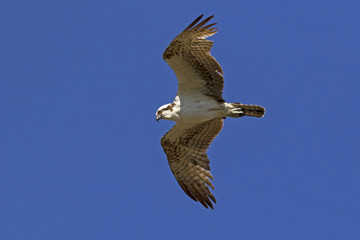 Bird osprey hunting from high above Malibu Lagoon