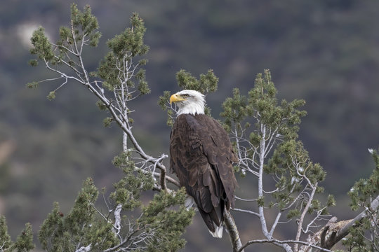 Bald eagle at tree top perch overlooking Los Angeles