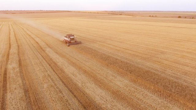 A picturesque bird`s eye view of a combine harvester reaping wheat on a golden field in summer. The cloud of dust follows the laborious combine.
