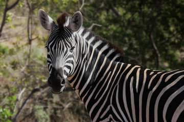 Fototapeta na wymiar Zebra w Parku Narodowym Krugera, RPA