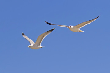 Fototapeta na wymiar Seagulls flying together over the Malibu Lagoon