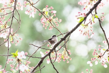エナガと葉桜