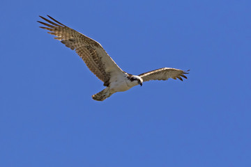 Bird osprey on the hunt