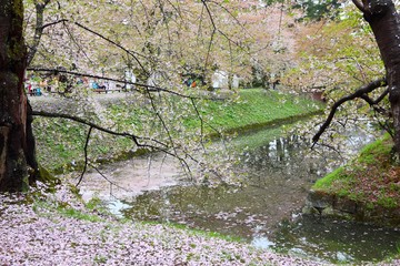 Sakura in Japan
