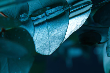 close up view of eucalyptus plant with green leaves in water © LIGHTFIELD STUDIOS