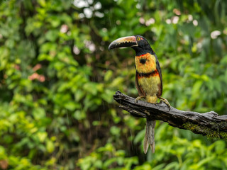Toucan perched on branch. Costa Rica forest.