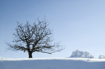 Lonely tree and a pile of snow in winter day