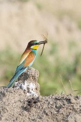 European Bee-eater, beautiful colorful bird sitting on the ground with a dragonfly in it's beak,Merops apiaster