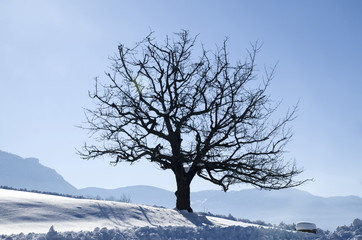 Lonely tree in winter day