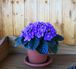 Magnificent flowering viola purple in a flowerpot on a wooden background