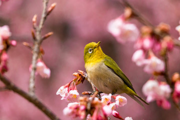 The Japanese White-eye.The background is cherry blossoms(Japanese name is Kanzakura). Located in Tokyo Prefecture Japan.