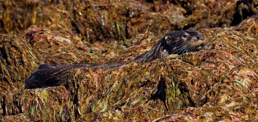 Otter im Seegrass