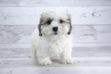 Teddy Bear with white wood background 