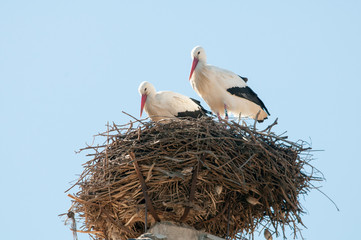 White storks on nest