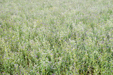 Fototapeta premium Field of alfalfa. Haymaking from alfalfa. Flowering field in spring