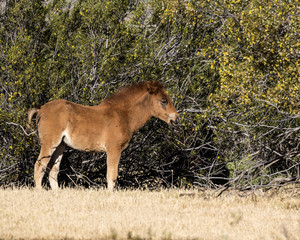 Wild Horses Lower  Salt River Tonto National Forest Mesa Arizona