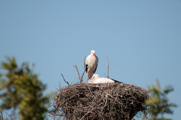 White storks on nest