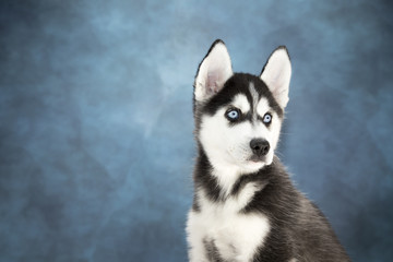 Siberian Husky with cloudy dark blue and white wood background 