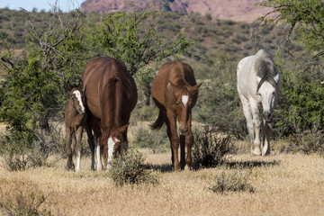 Naklejka na ściany i meble Wild Horses Lower Salt River Tonto National Forest Mesa Arizona