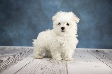 Maltese with cloudy dark blue and white wood background 