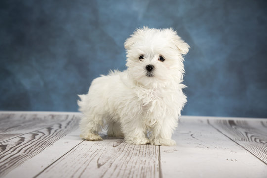 Maltese Puppy" Images – Browse 442 Stock Photos, Vectors, and Video | Adobe  Stock