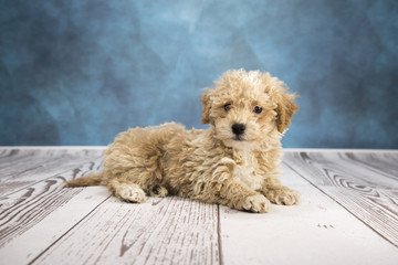 Poodle with cloudy dark blue and white wood background 
