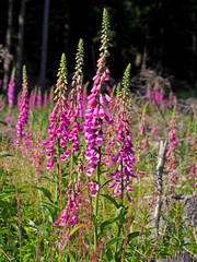 Obraz premium roter Fingerhut, Digitalis purpurea