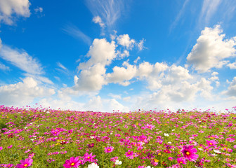 Cosmos flower field on mountain with blue Sky Background. with copy space for your text message