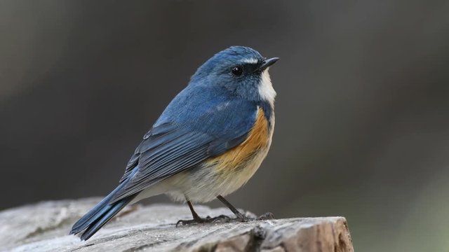 切り株のルリビタキ