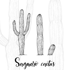 Hand drawn saguaro cactus