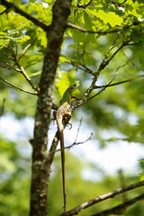 a green lizard