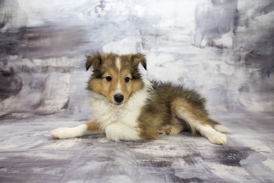 Shetland Sheepdog with gray marbled background 