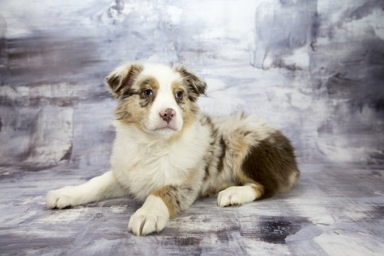 Australian Shepherd with gray marbled background 